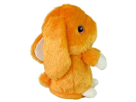 Tańczący Królik Powtarza Dźwięki Muzyka Pomarańcz Tańczący Królik Powtarza Dźwięki Muzyka Pomarańcz