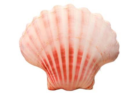 Maskotka Pluszowa Muszla Poduszka 50 x 40 cm Maskotka Pluszowa Muszla Poduszka 50 x 40 cm